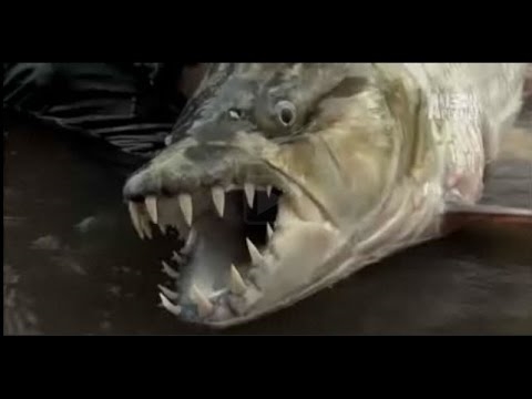 Far Cry 6 Як рибу